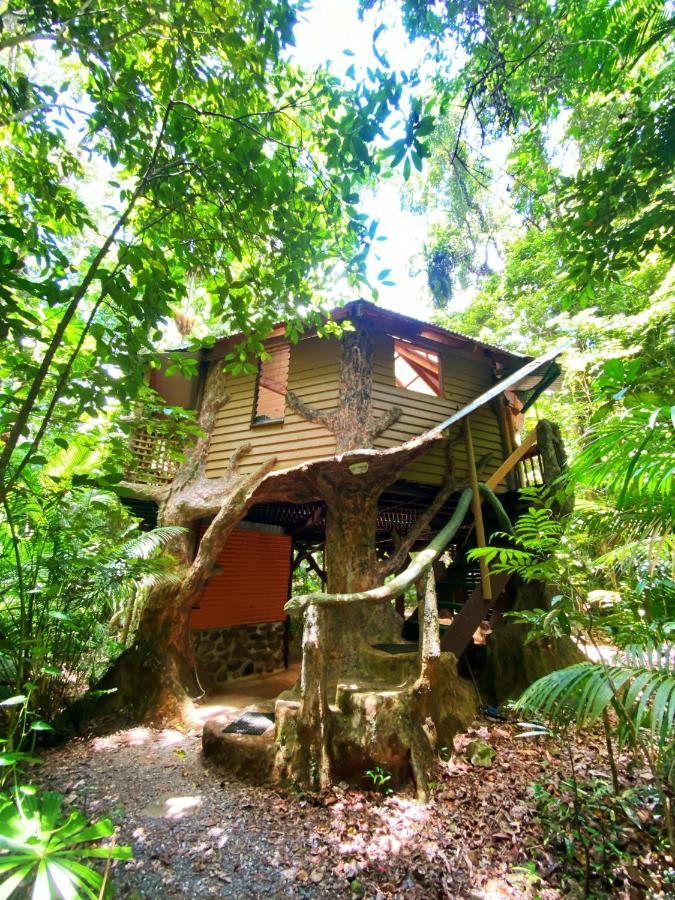 Rainforest Hideaway Cape Tribulation Exterior foto